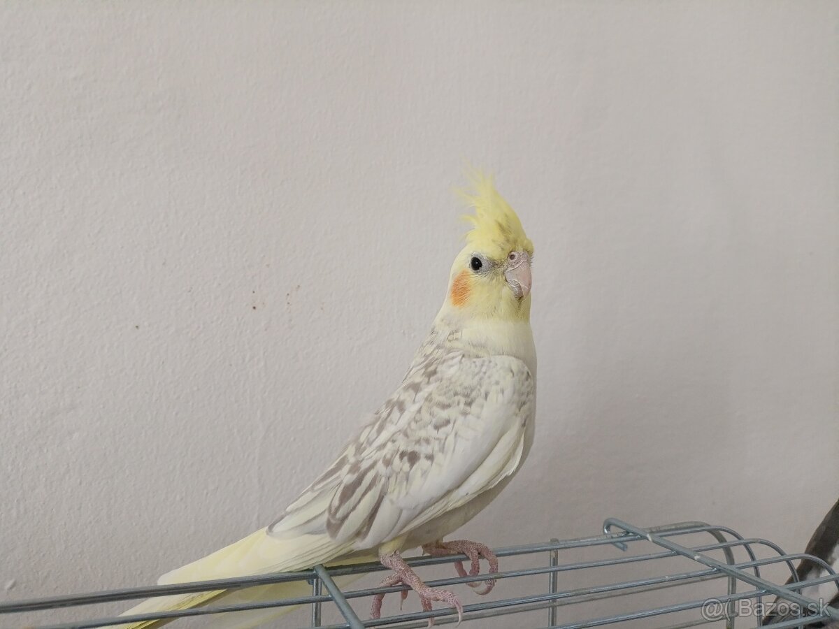 Predám papagáje, samec aj samica - 2