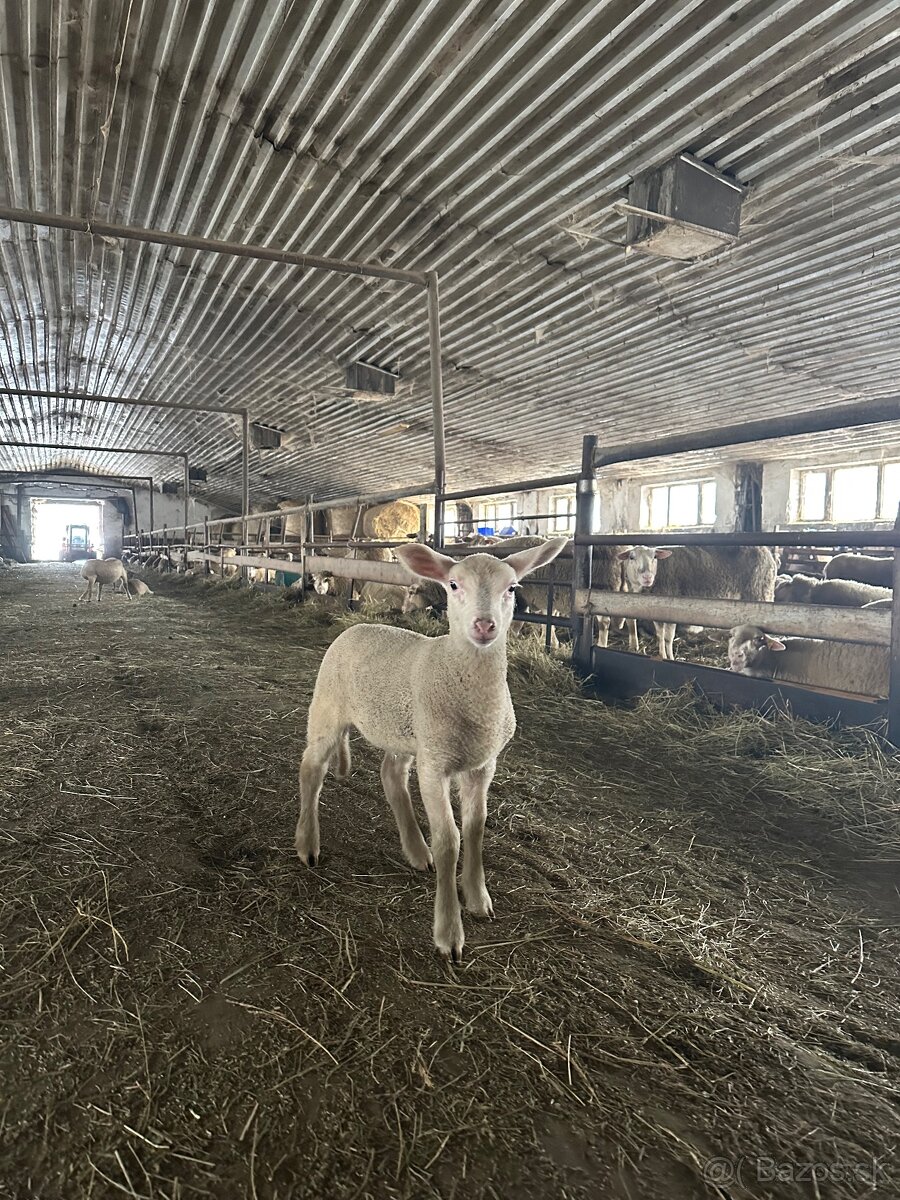 Jahňatá 12-25kg - 2