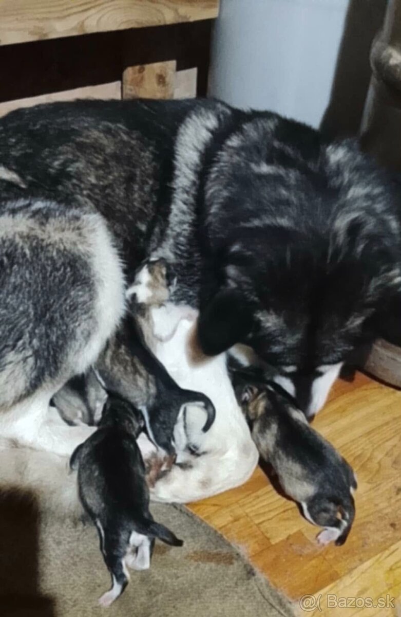 Aljašský malamut šteniatka - 2