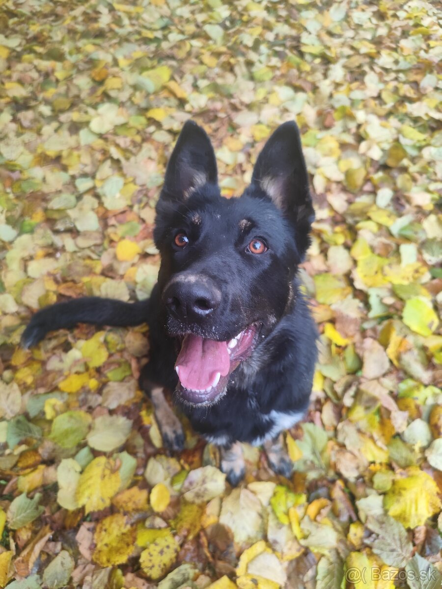 Nemecký ovčiak bez PP - 2