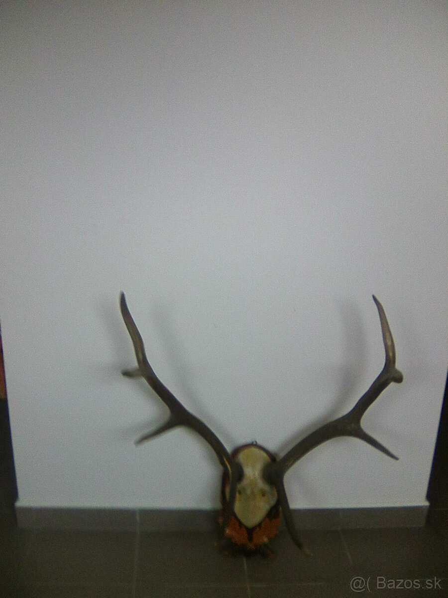 Jelenie parohy - 2