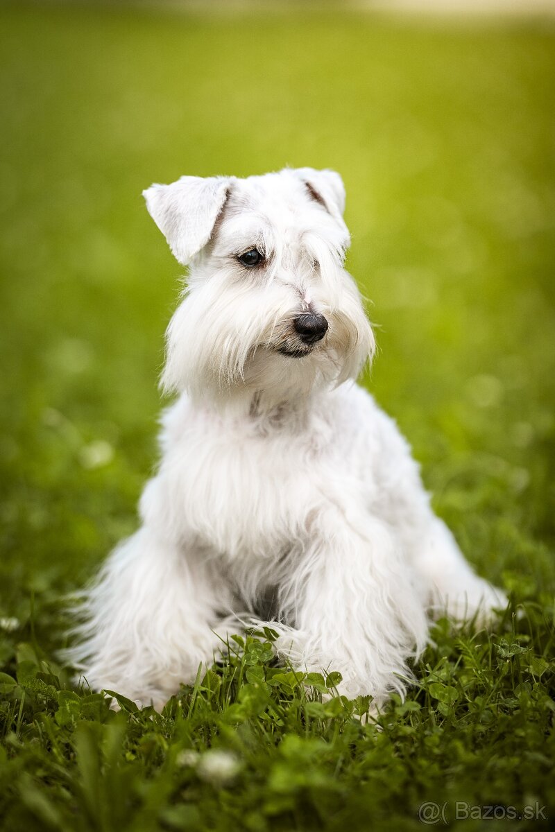 Bradáč malý americký s PP - 2