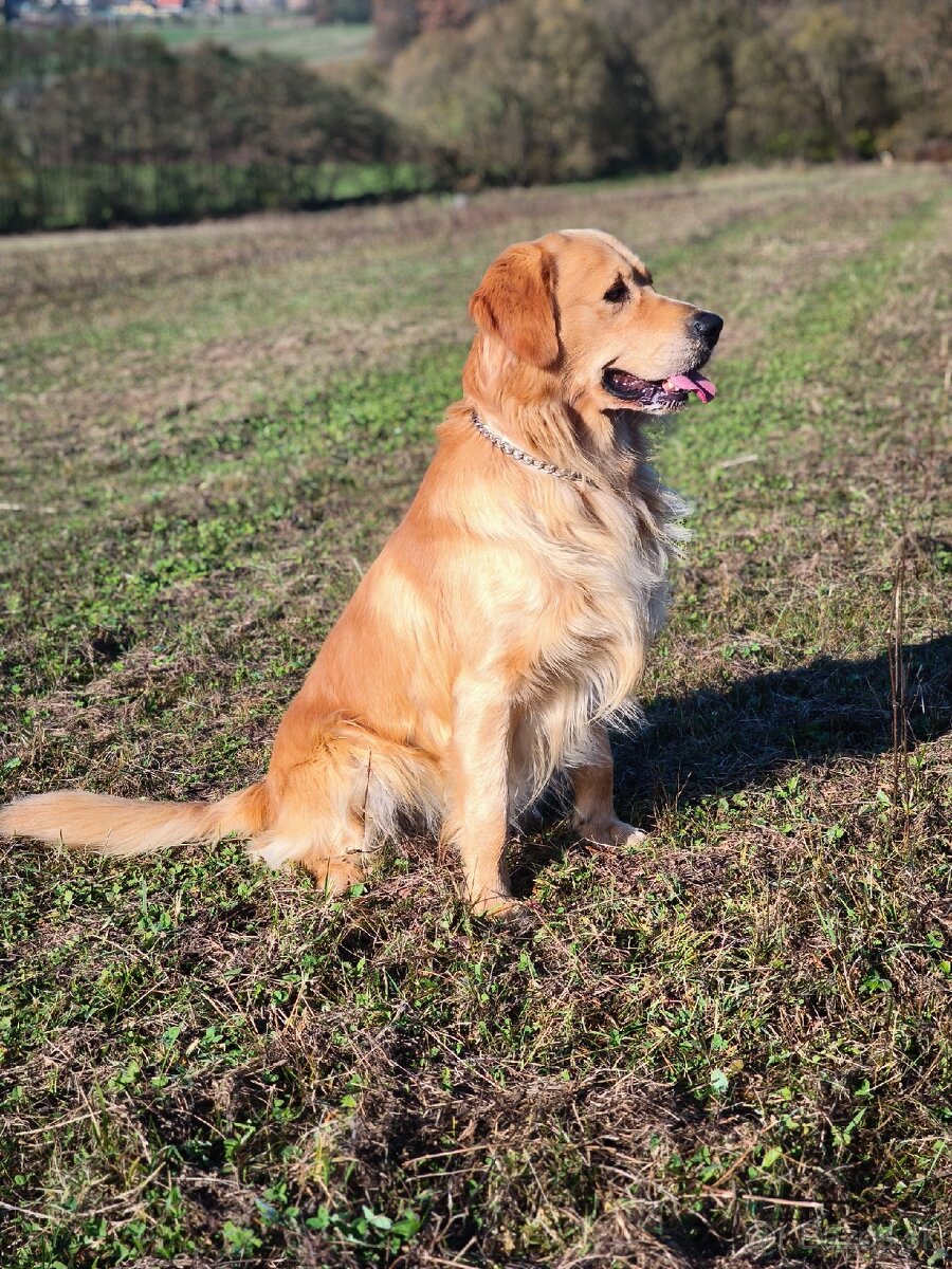 Zlatý Retriever na krytie - 2