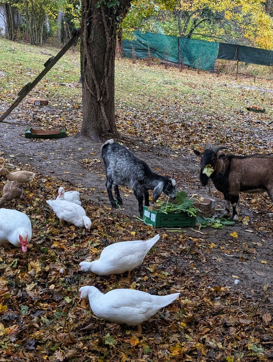 Pižmové kačice – biele barbarianky, voľný výbeh - 2