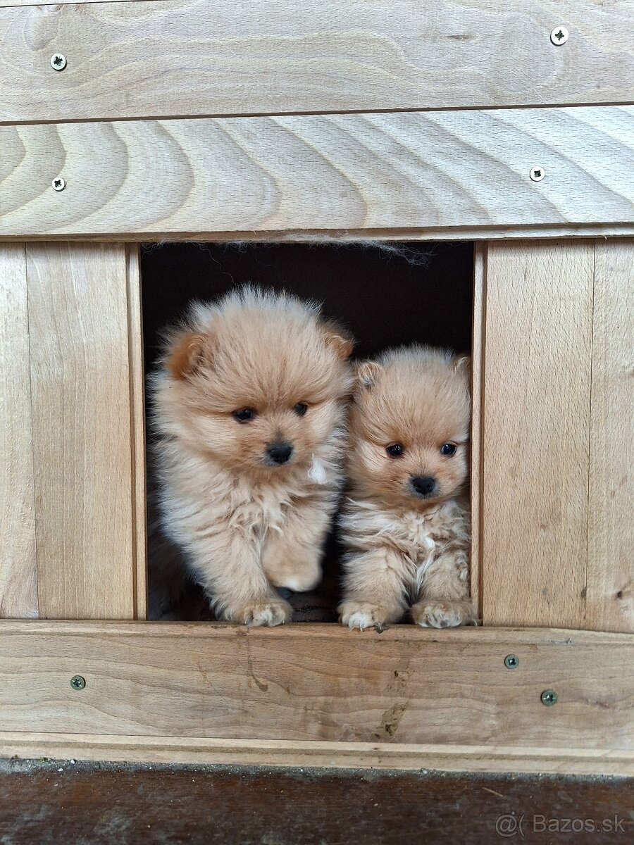 Pomeranian,pomerian špic - 2