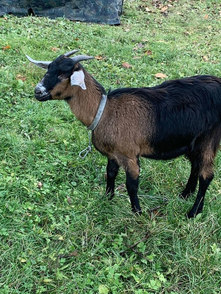 Predám anglonúbijské kozy - 2