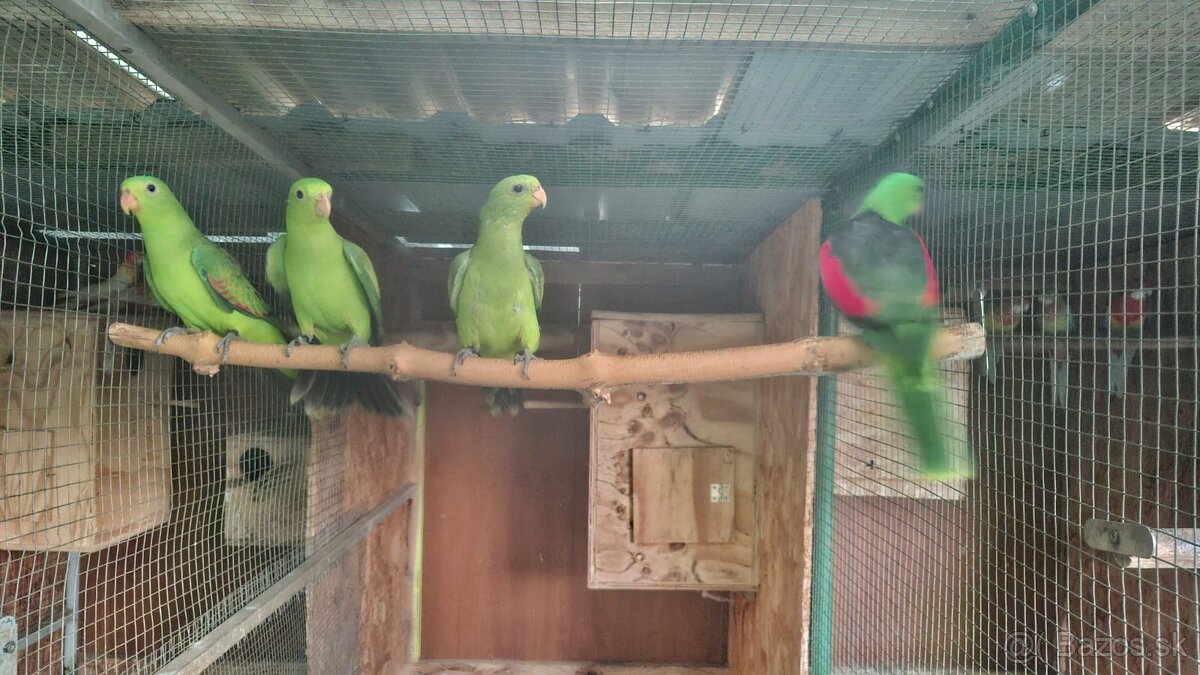 Papagáj červenokridly - 2