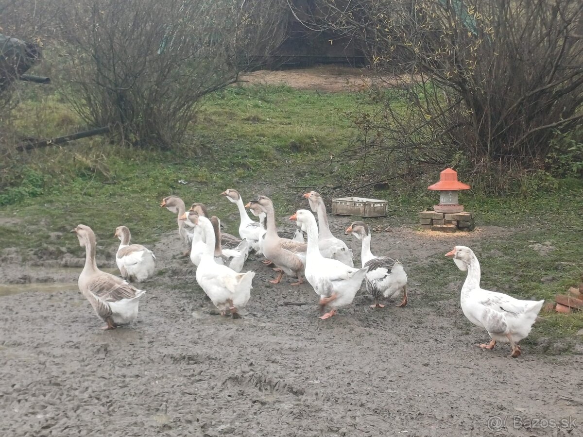 Cholmogorske Husi - 2