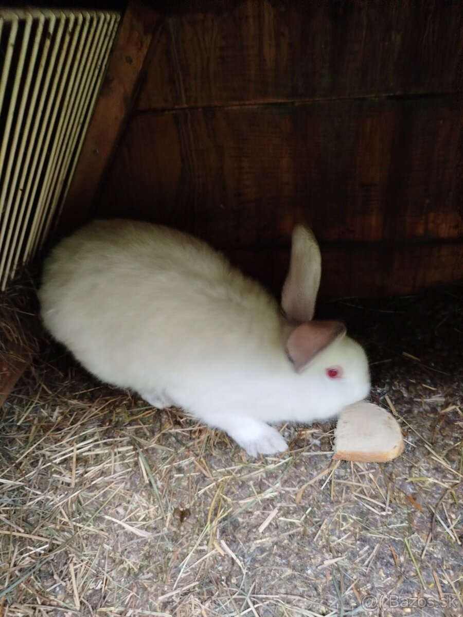 Predám zajace - 2