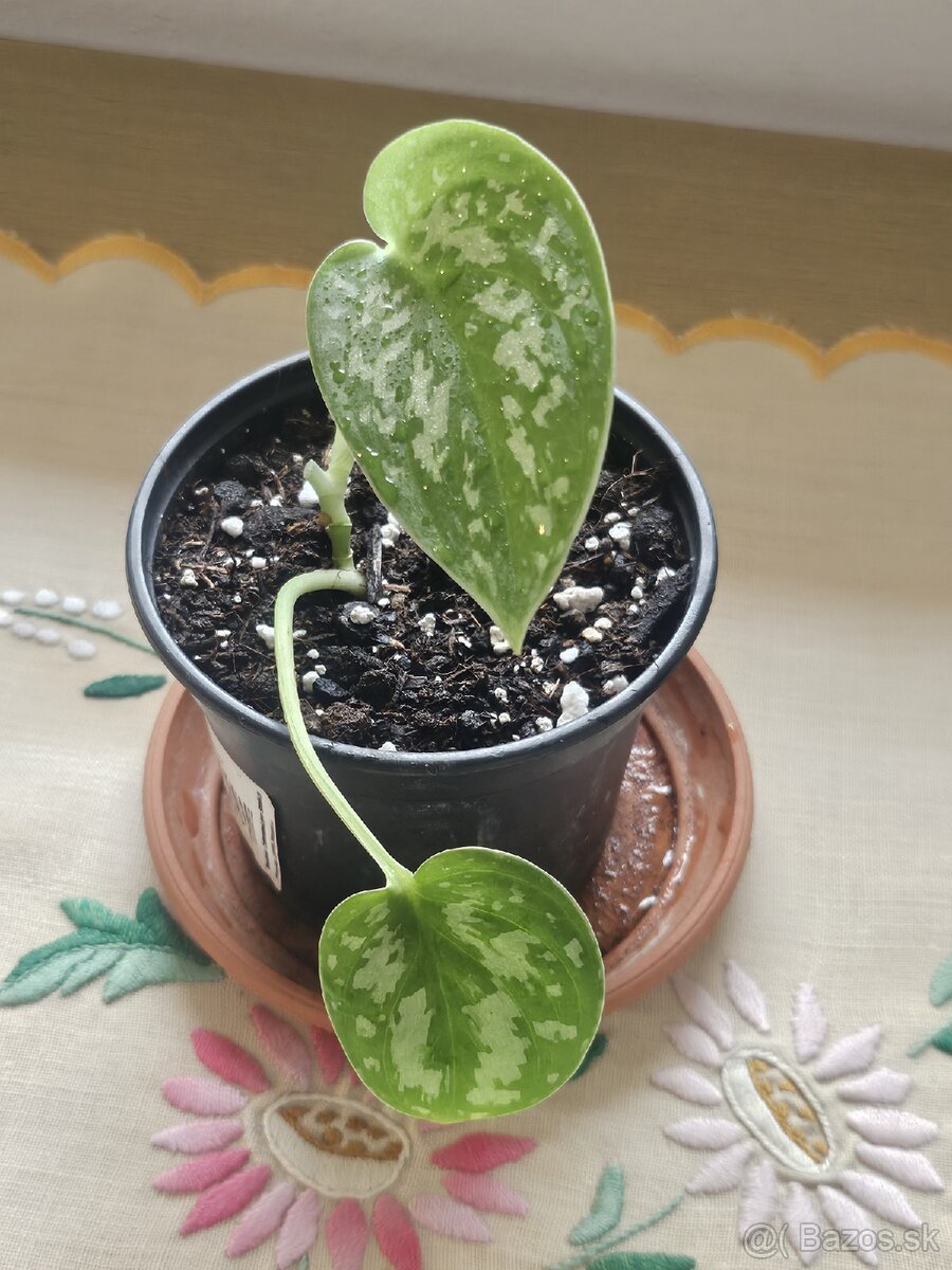 Scindapsus pictus - 2