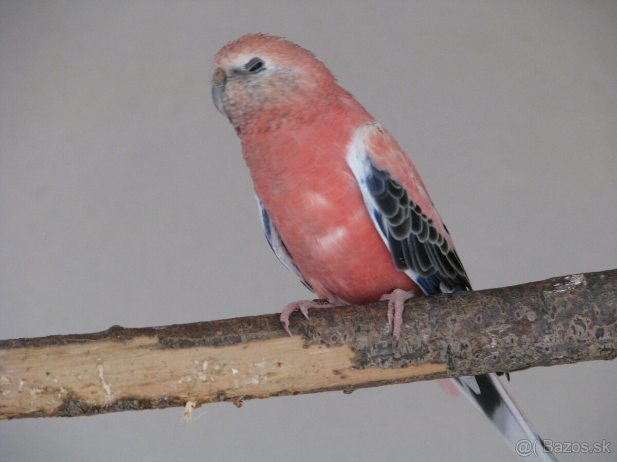 Kúpim Neofema,Aratinga slnečná - 2