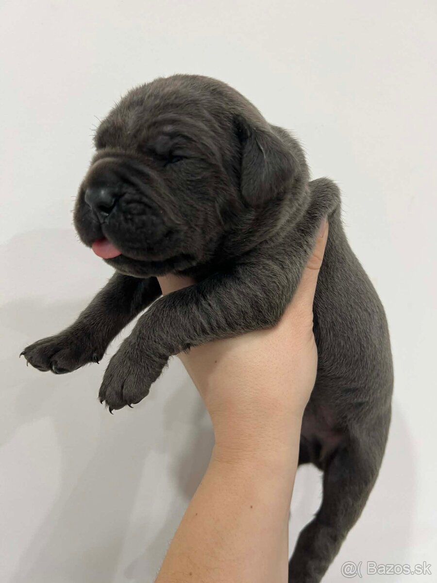 Cane Corso šteniatka s PP / predbežná rezervácia - 2