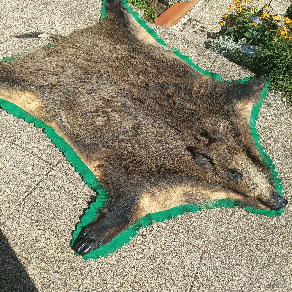 Predám kožu diviaka - 2