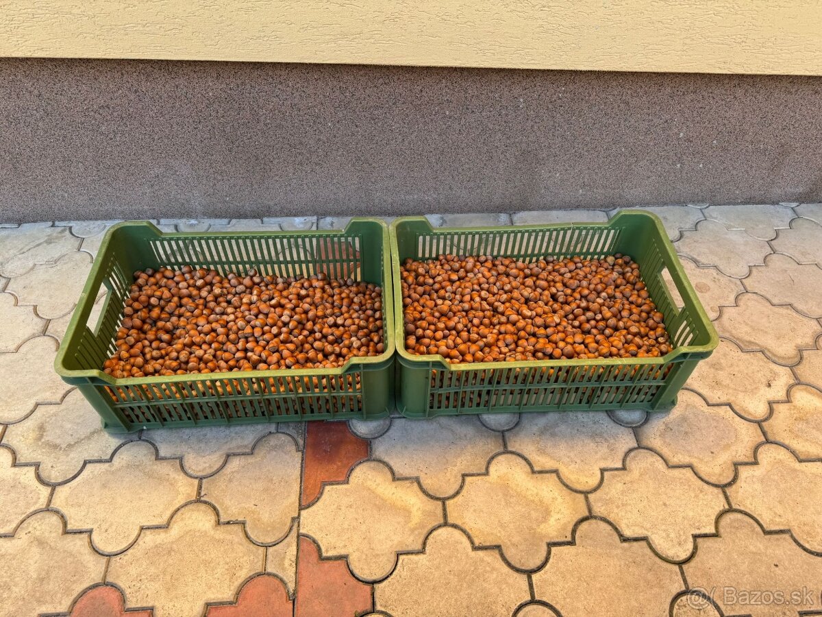 Predám lieskové orechy - 2