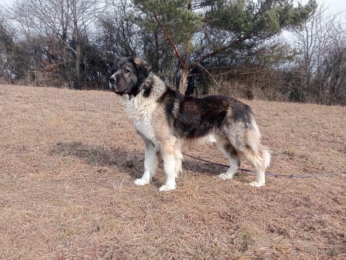 Rumunský ovčiak karpatin - 2