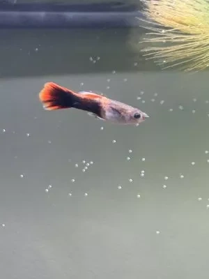 Gupky / guppy - 2