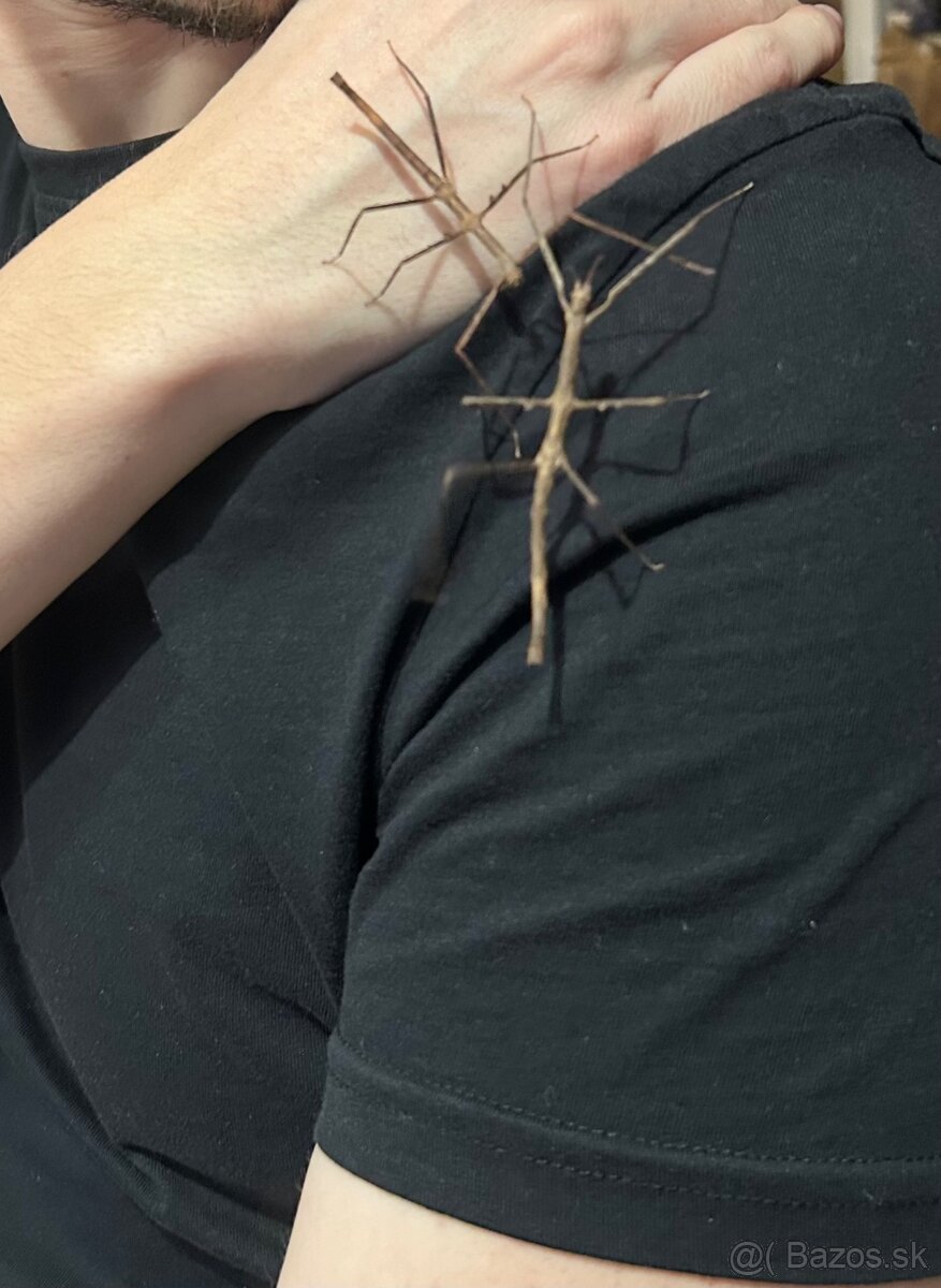 Pakobylka rožkatá - 2