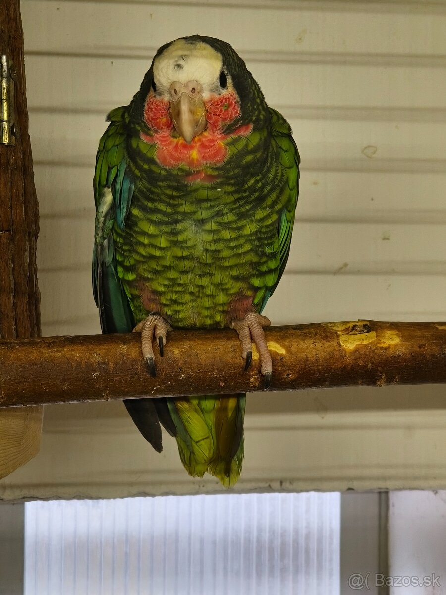 Amazoňan Kubánsky 1.0 - 2