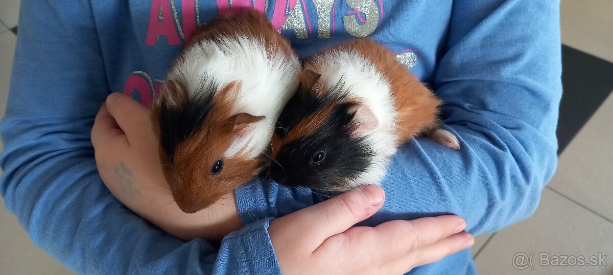 predám morčatá - 2