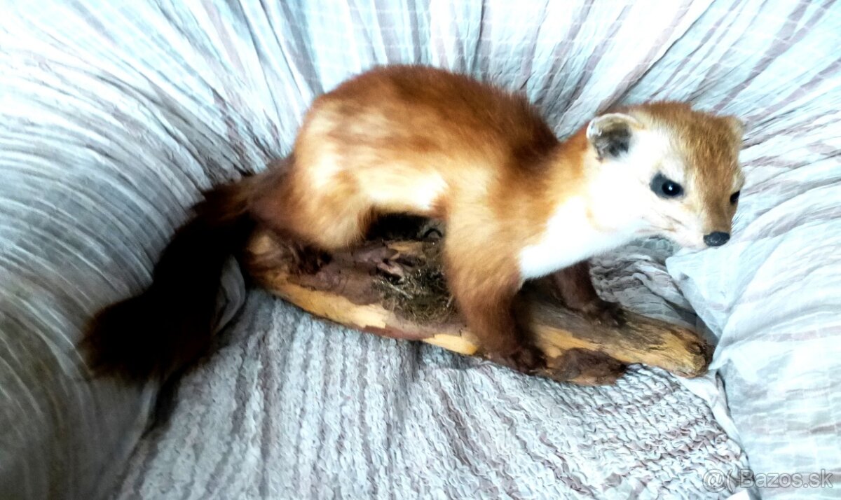 preparovanú kunu. - 2