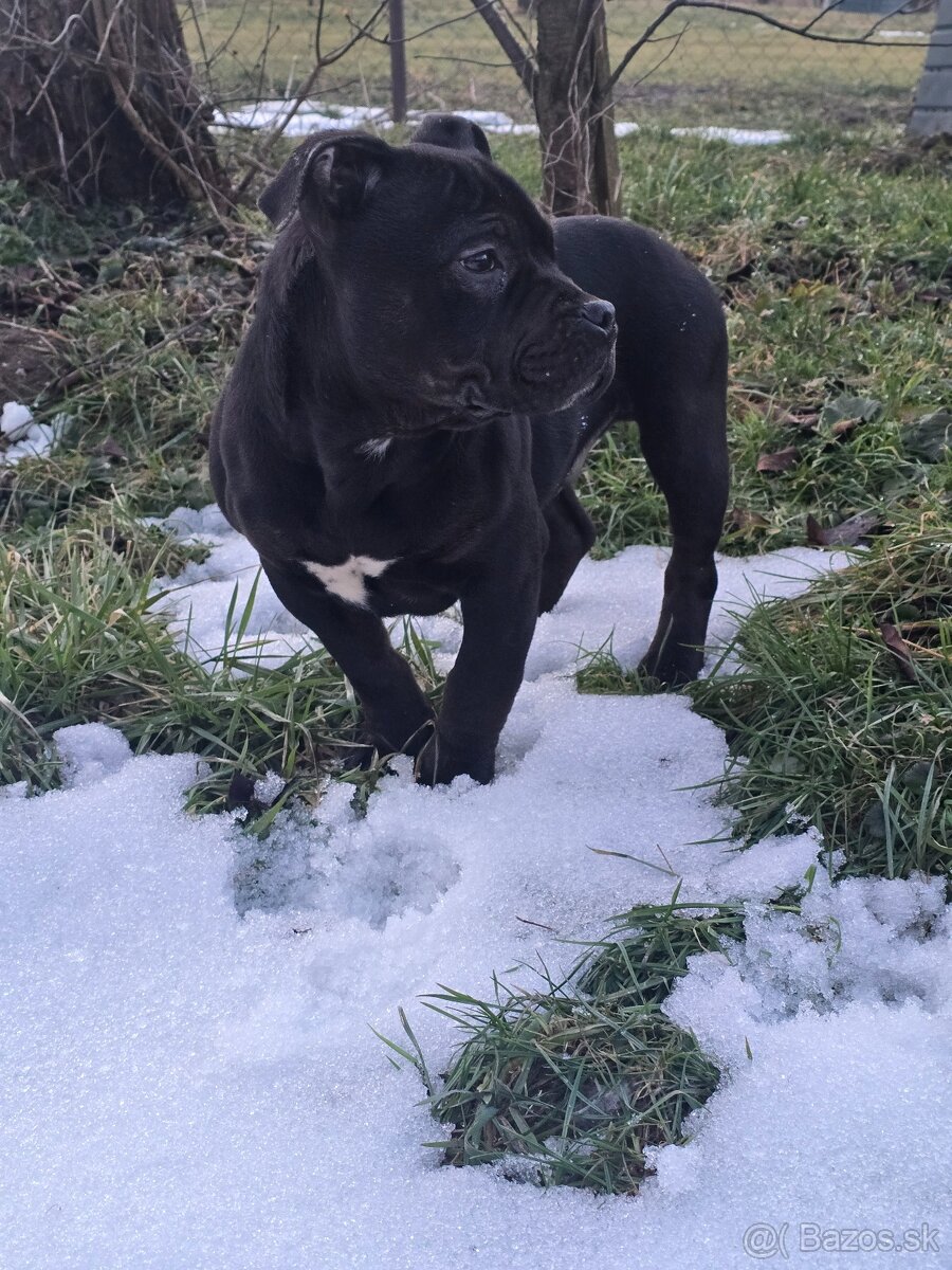 American bully Štandard - 2