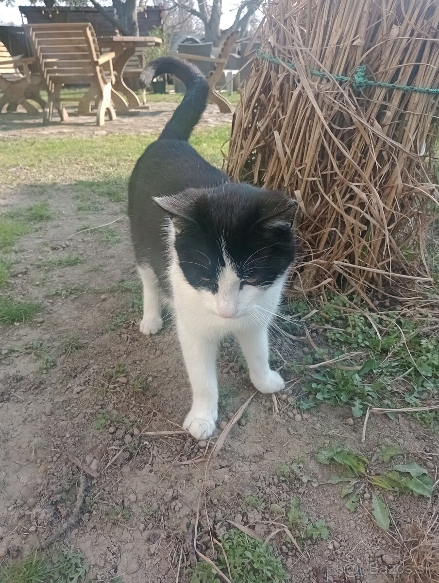 Darujem kocúrika - 2