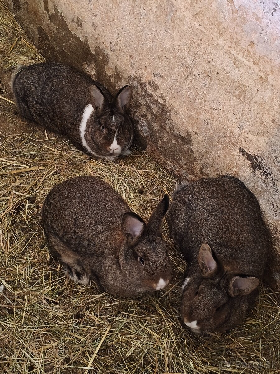 Samice na pripustenie - 2