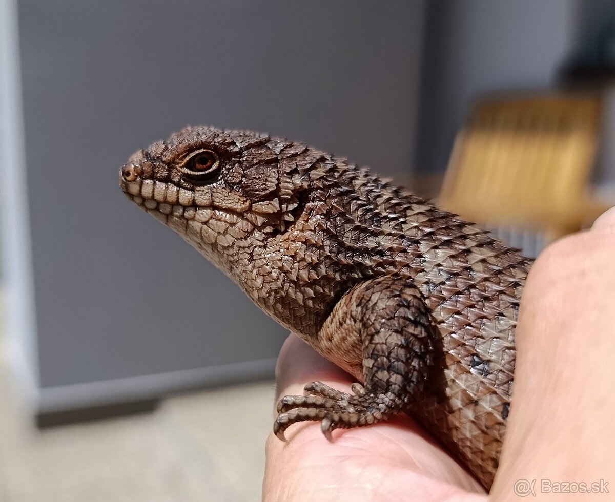 Egernia stokesii - 2