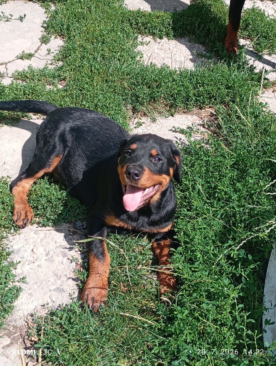 Rotweiler, Rotvajler - 2