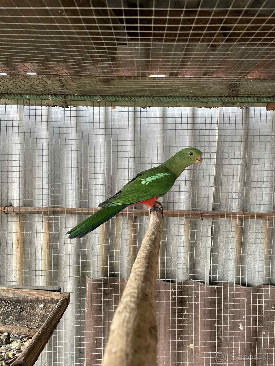 Papagáj kráľovský - 2