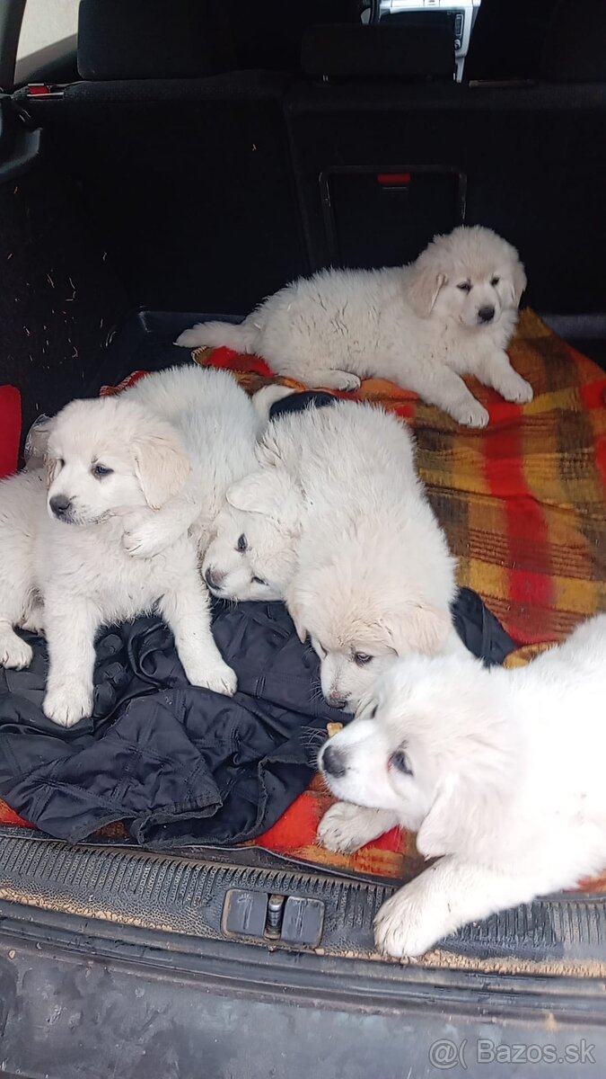 Slovenský čuvač - 2