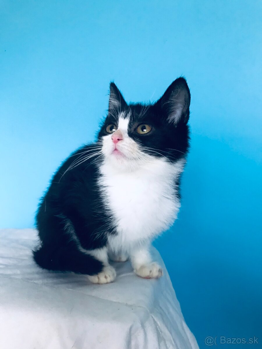 VIOLET SI HĽADÁ DOMOV VO VNÚTRI - 2