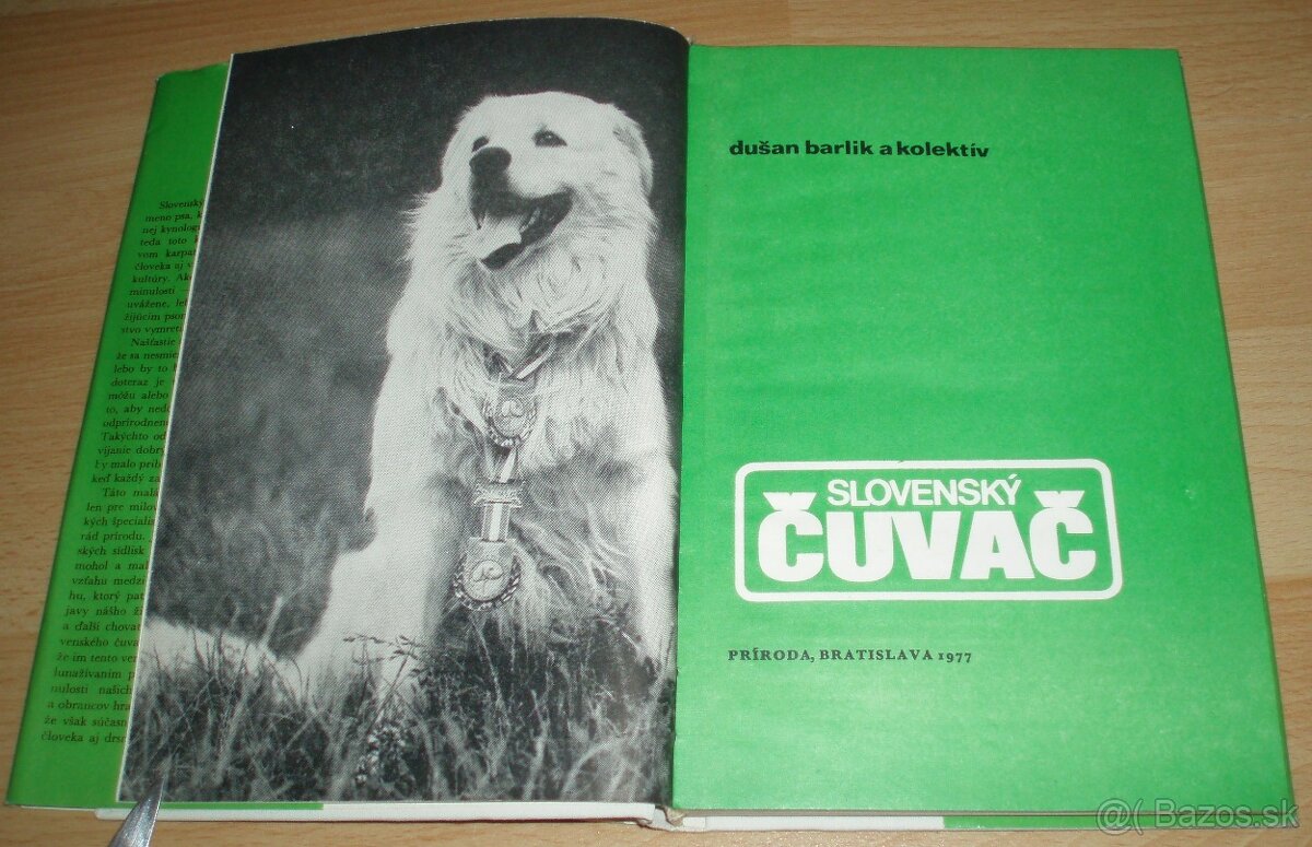 Slovenský čuvač - 2