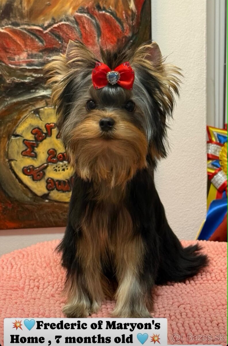 Yorkshire Terrier, Mini Yorkshire, yorki, jorksir - 2