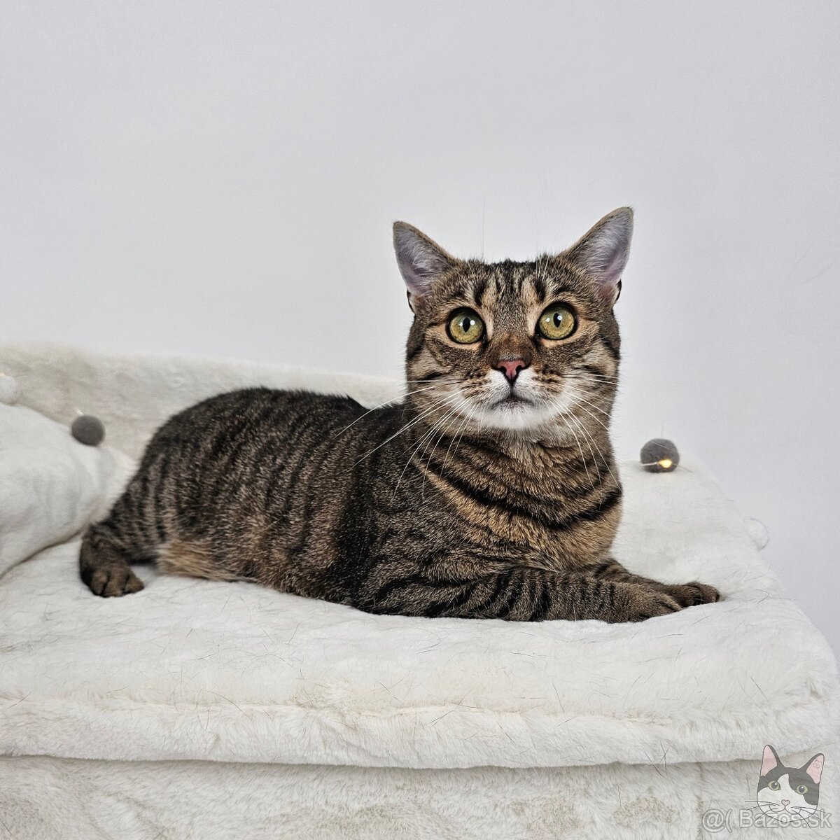 Očarujúca mačička ZOJKA hľadá domov - 2