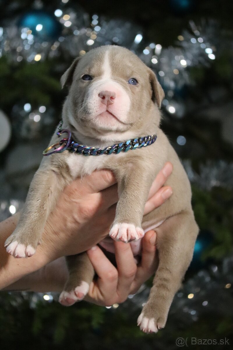 American bully xl / xxl - 2