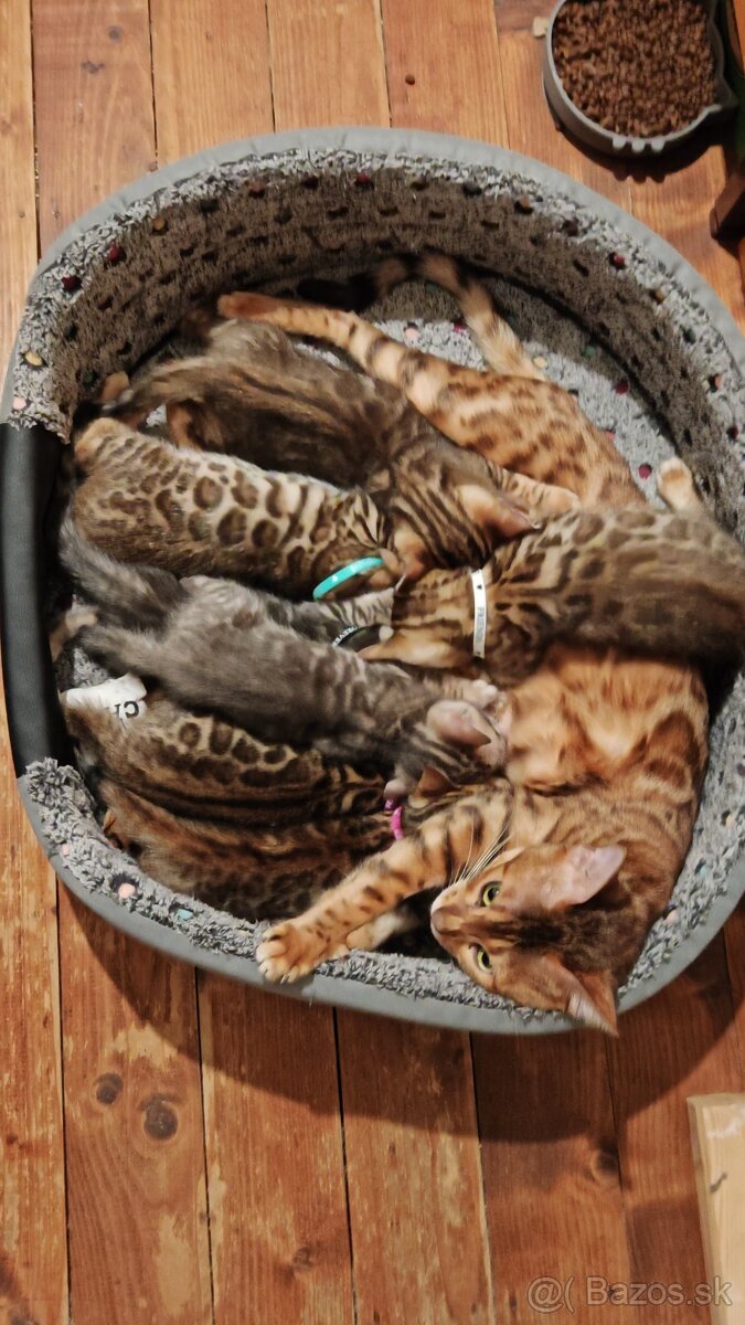 Bengálská mačka, Bengálské mačičky, Bengálské mačiatka - 2