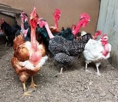 Nasadové vajíčka- mix gazdovský dvor - 2