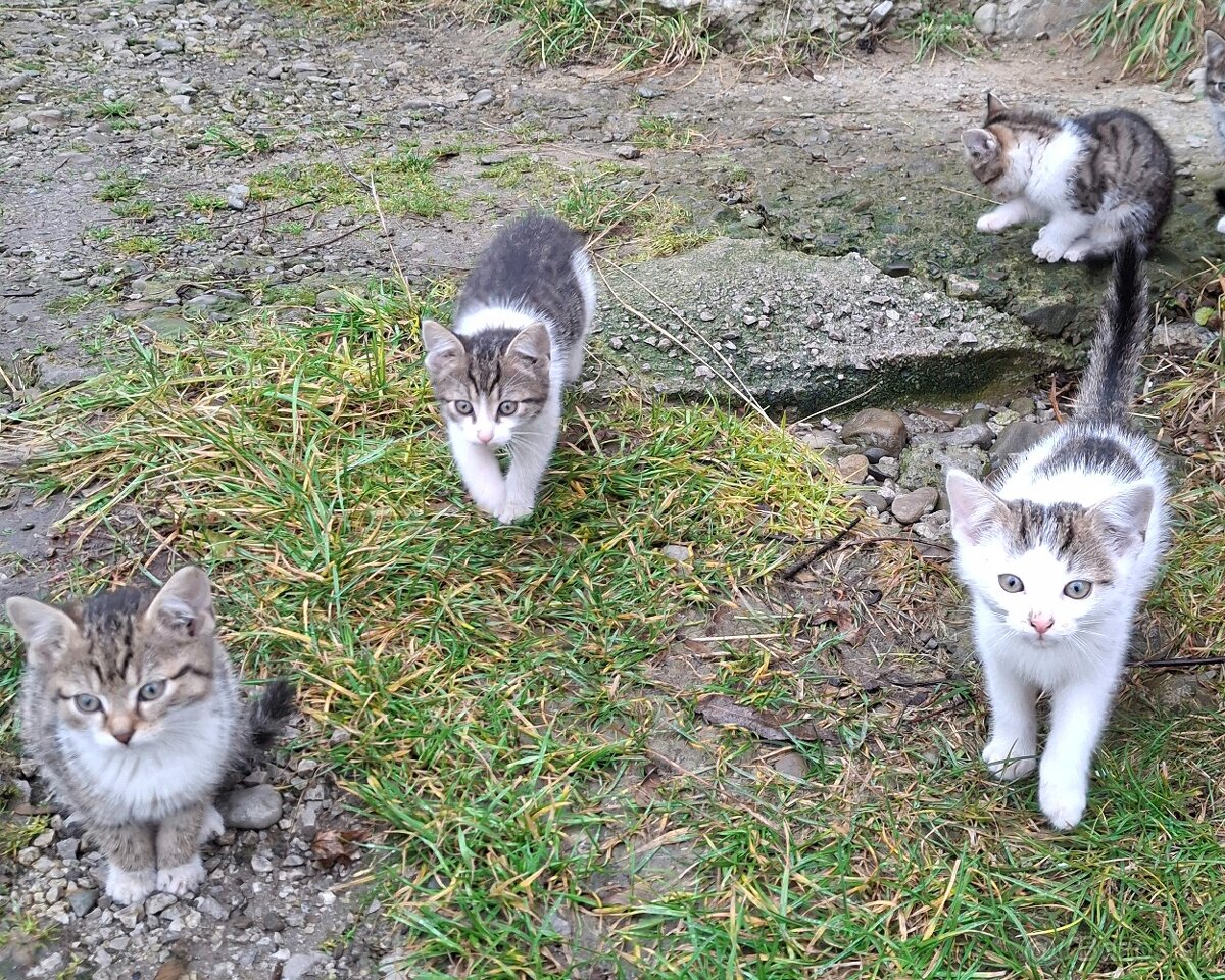 Darujem mačiatka - 2