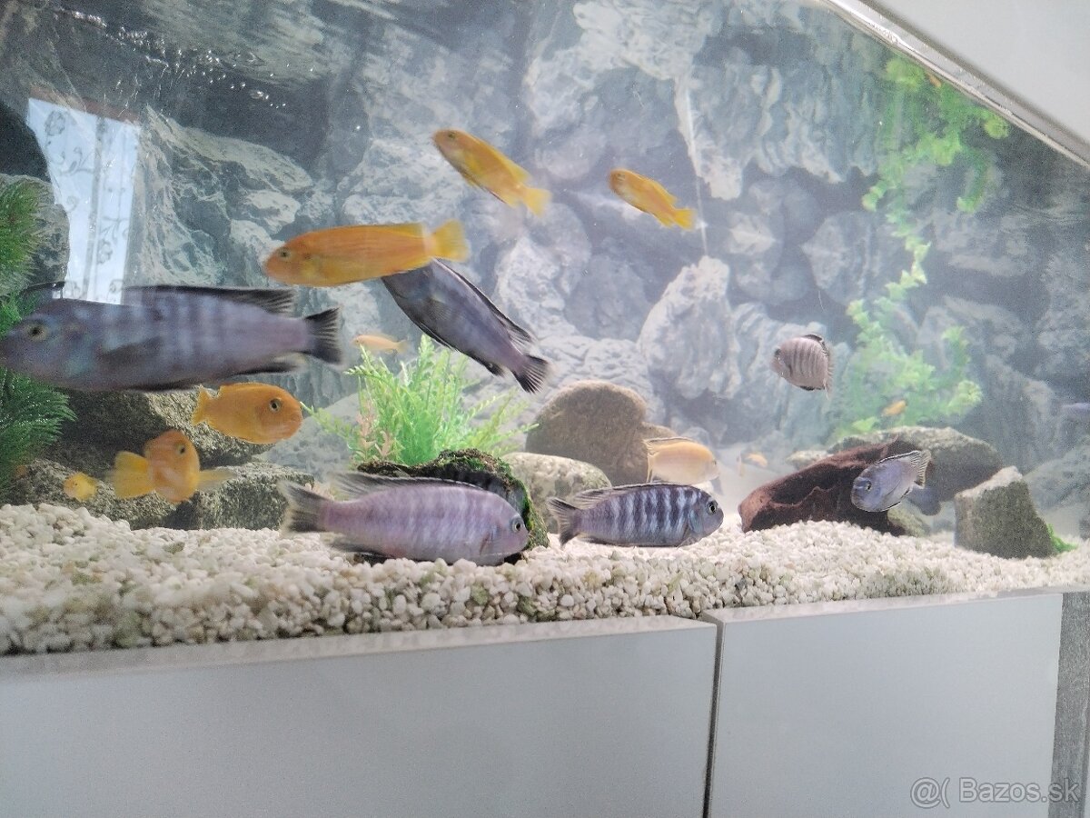 Akváriové ryby - 2