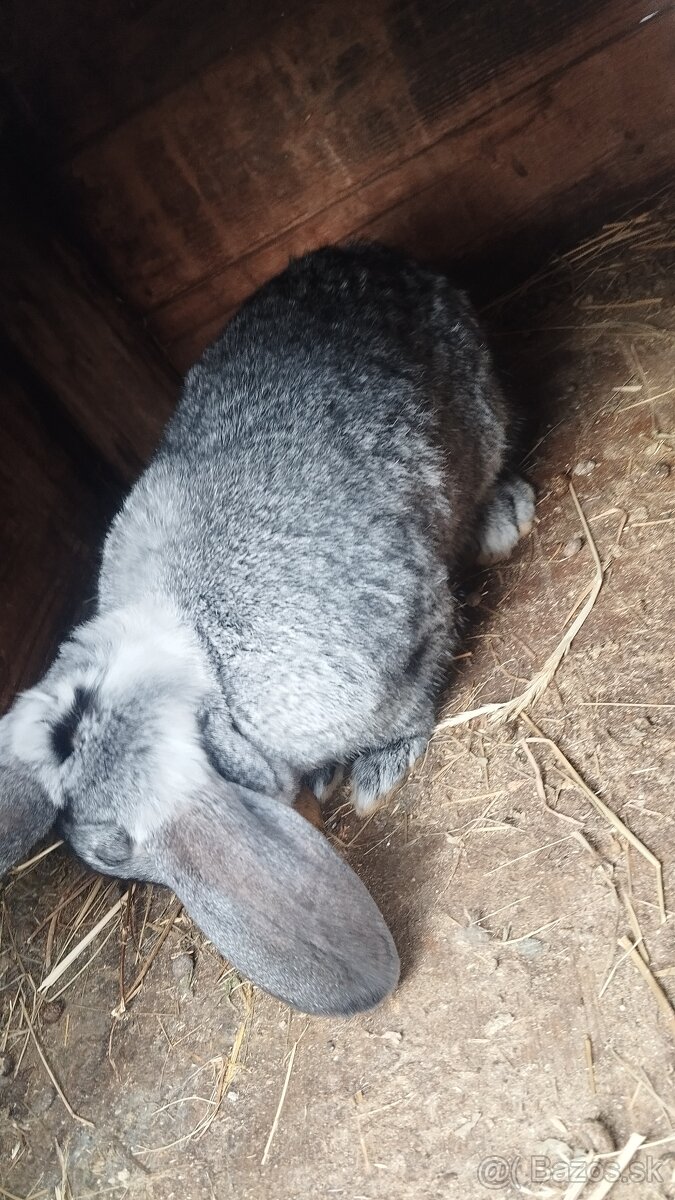 Predám chovné samice - 2