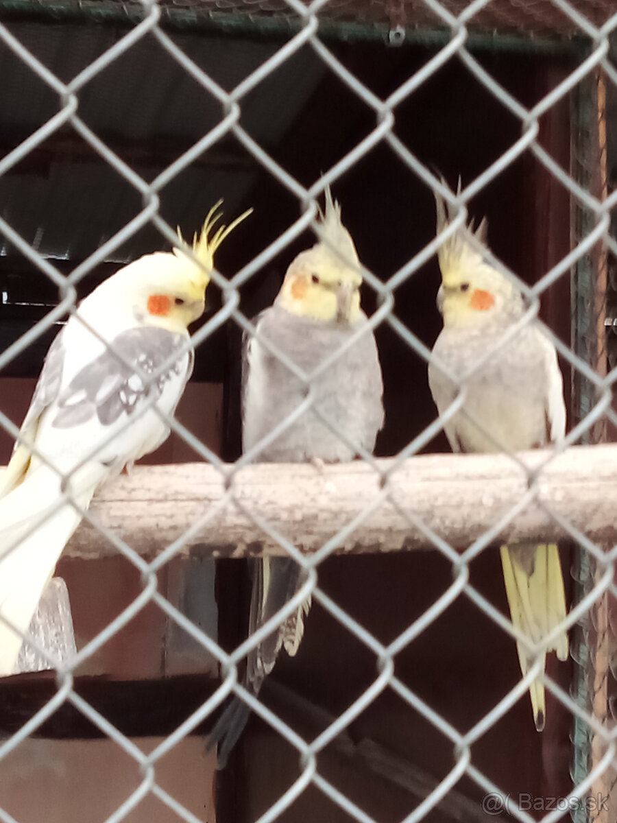 Korely -krúžkované - 2