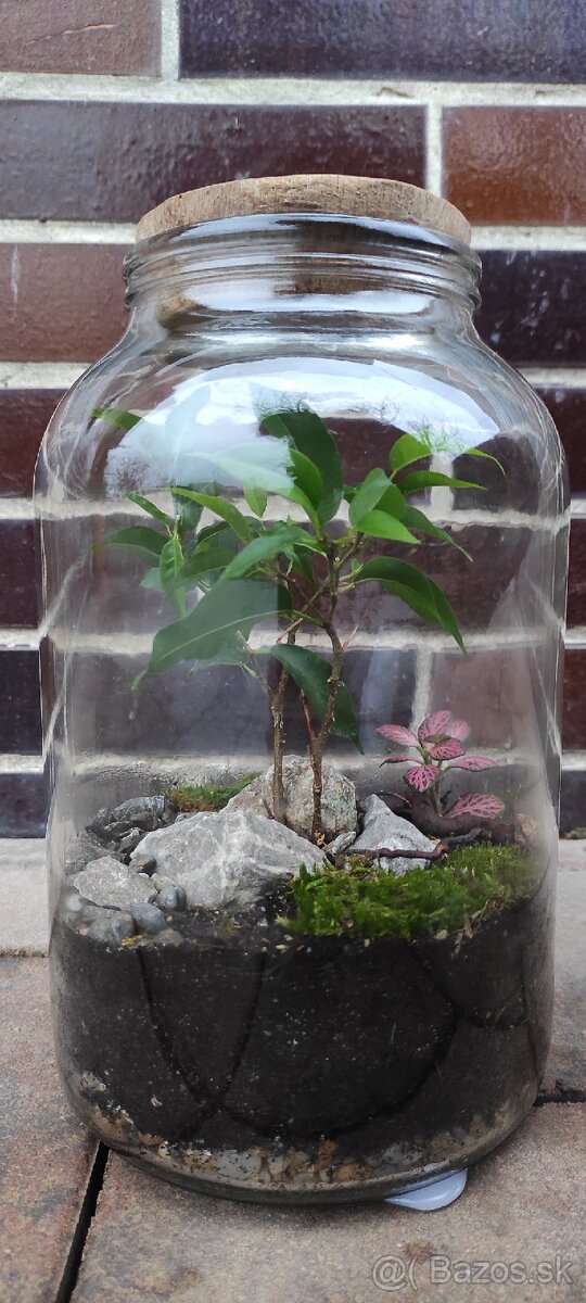 Rastlinné terárium (florárium) - 2