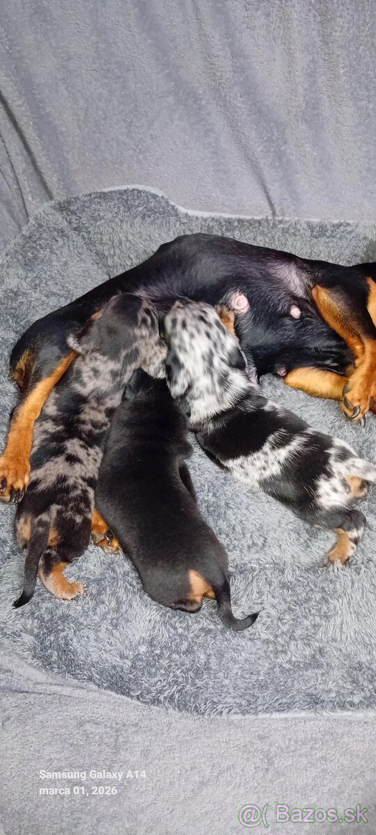 Jazvečík trpasličí - 2