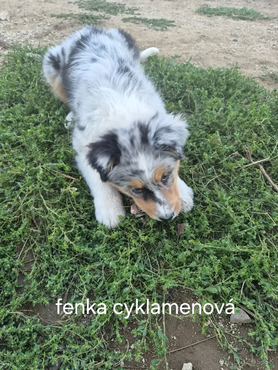 Austrálsky ovčiak - 2