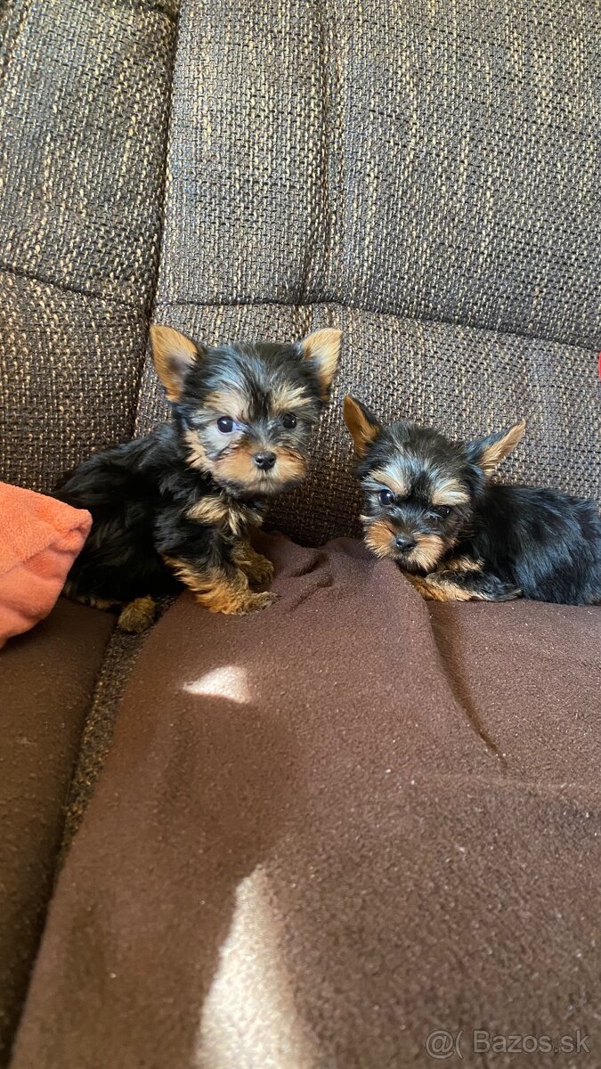 Yorkshirsky terier mini, york - 2