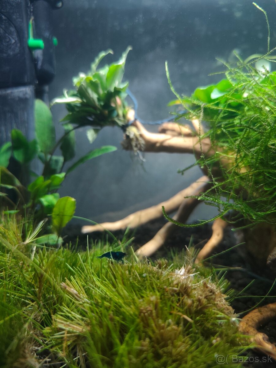 Neocardina blue topaz - 2