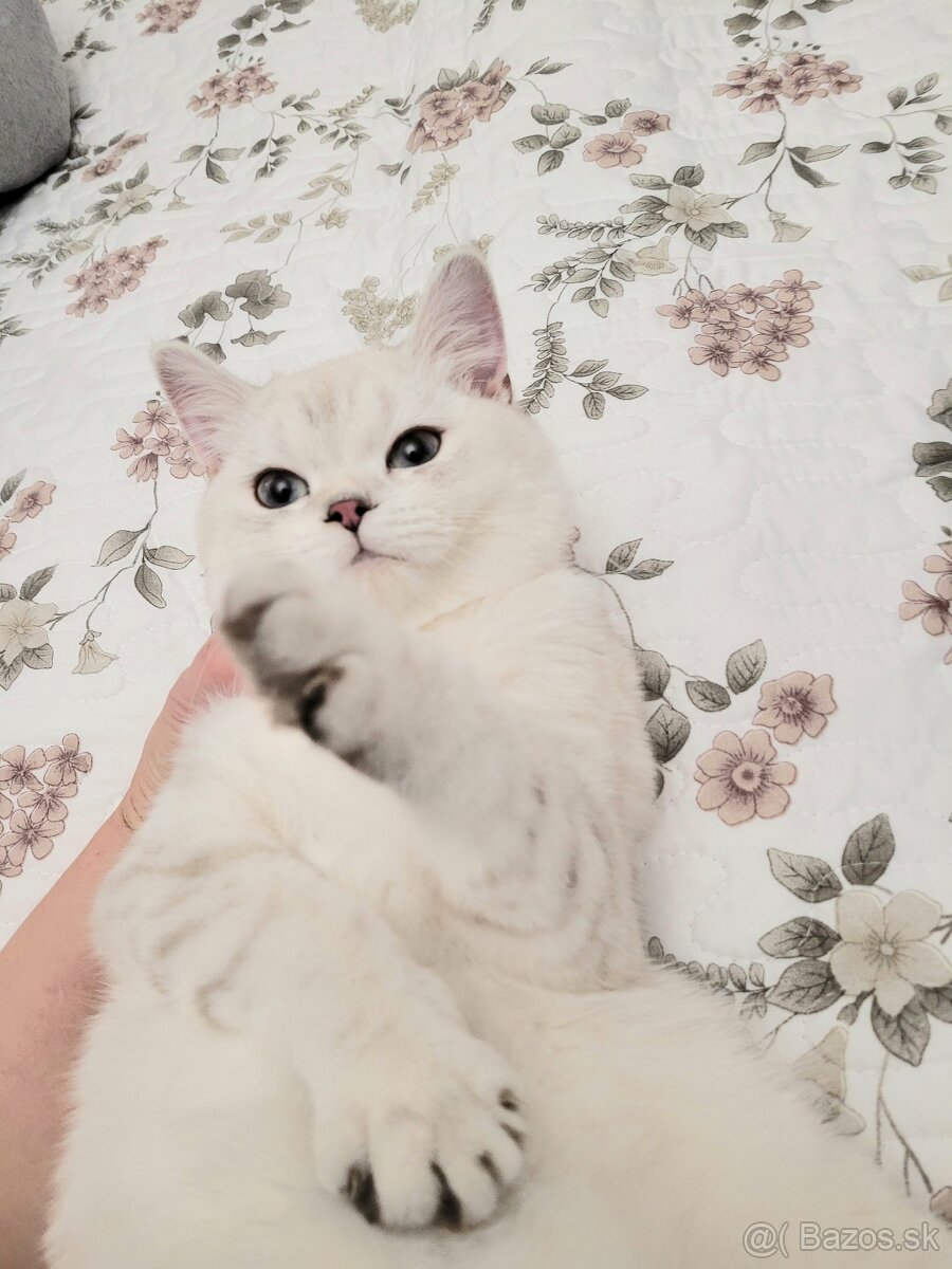 ŠKÓTSKE MAČKY s PP/ TICA 151 - 2