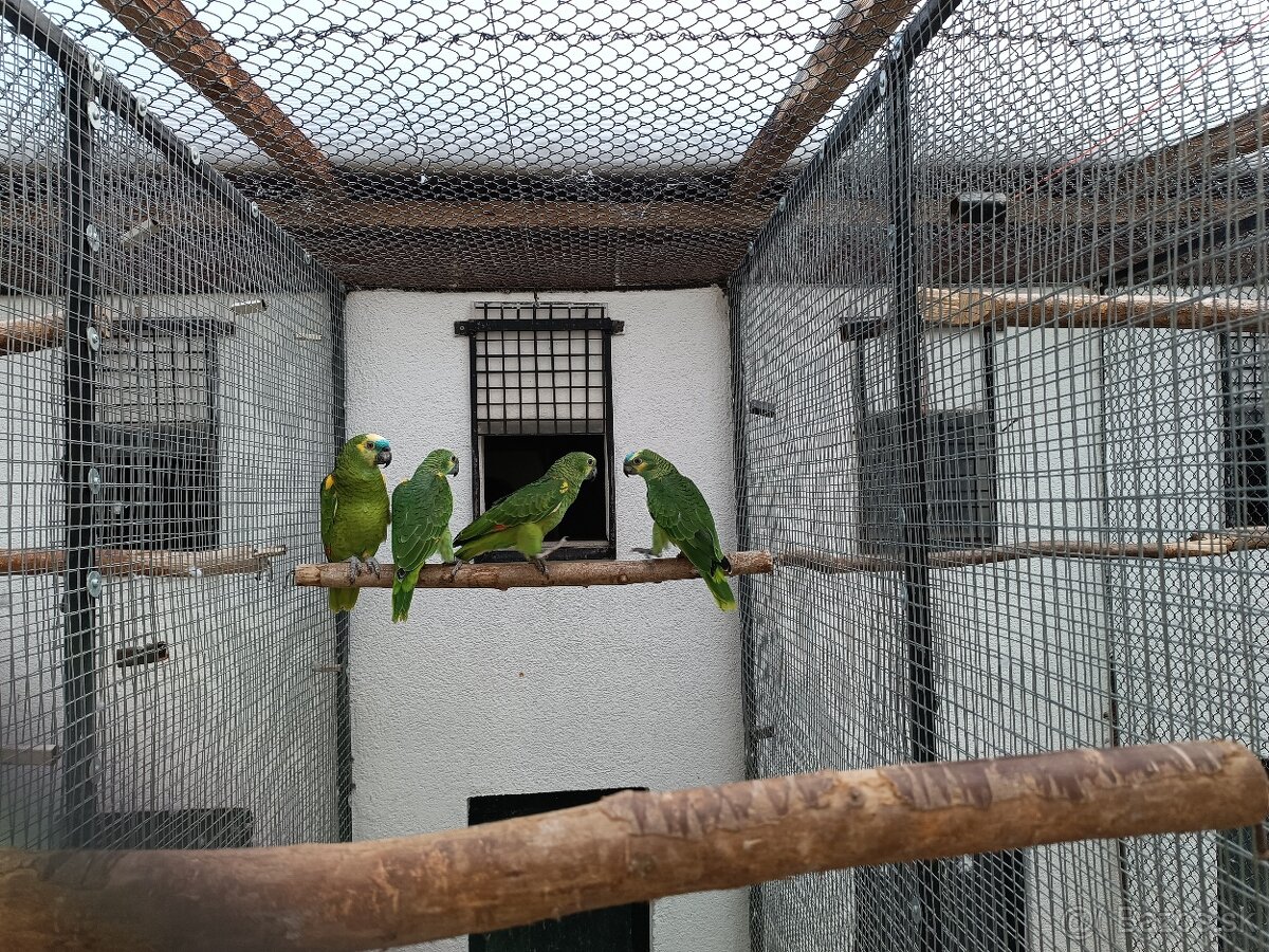 Amazonan modročely - 2