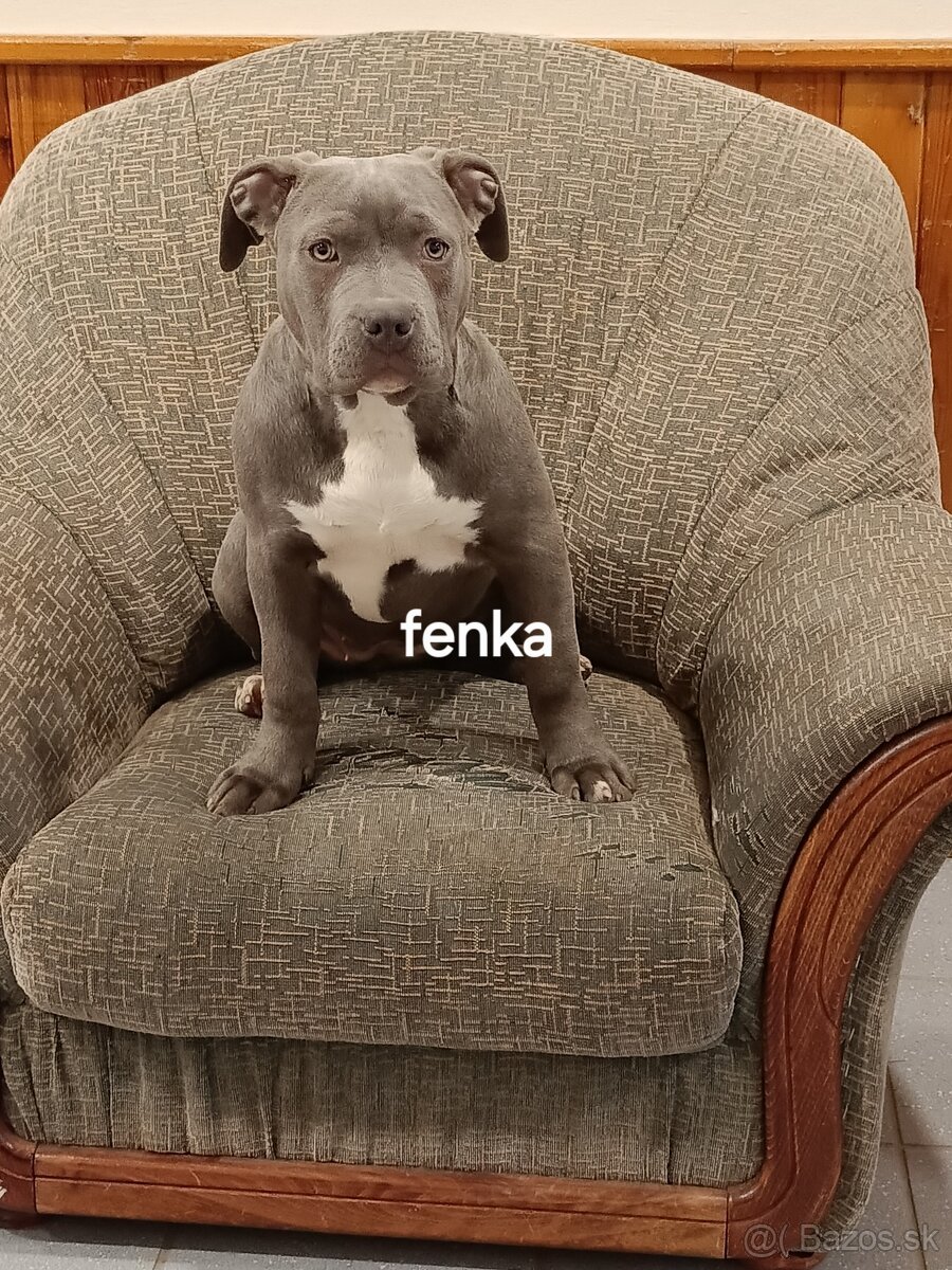 American Bully XL,XXL - 2